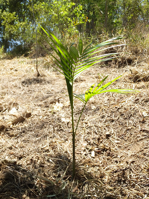 Mudas já plantadas.