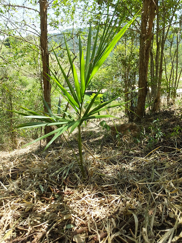 Mudas já plantadas.